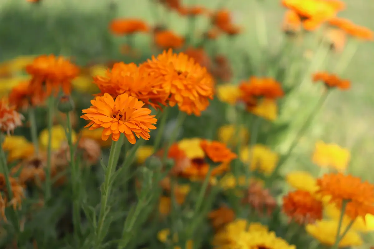 Kehäkukan kukinto lähikuvassa
